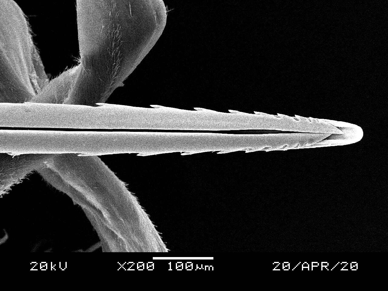 西方蜜蜂(Apis mellifera)螫針的電子顯微鏡放大圖。(圖片提供/楊恩誠)
