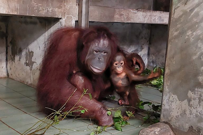 可秀與女兒秀彩。（圖片提供／台北市立動物園）