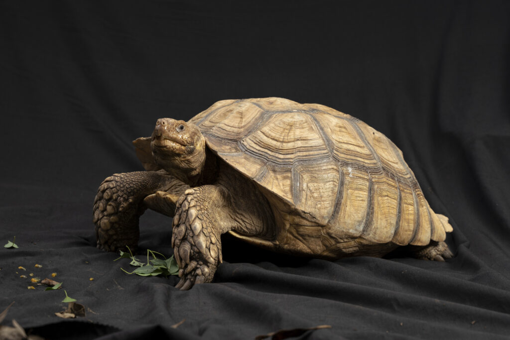 （攝影／古佳立）