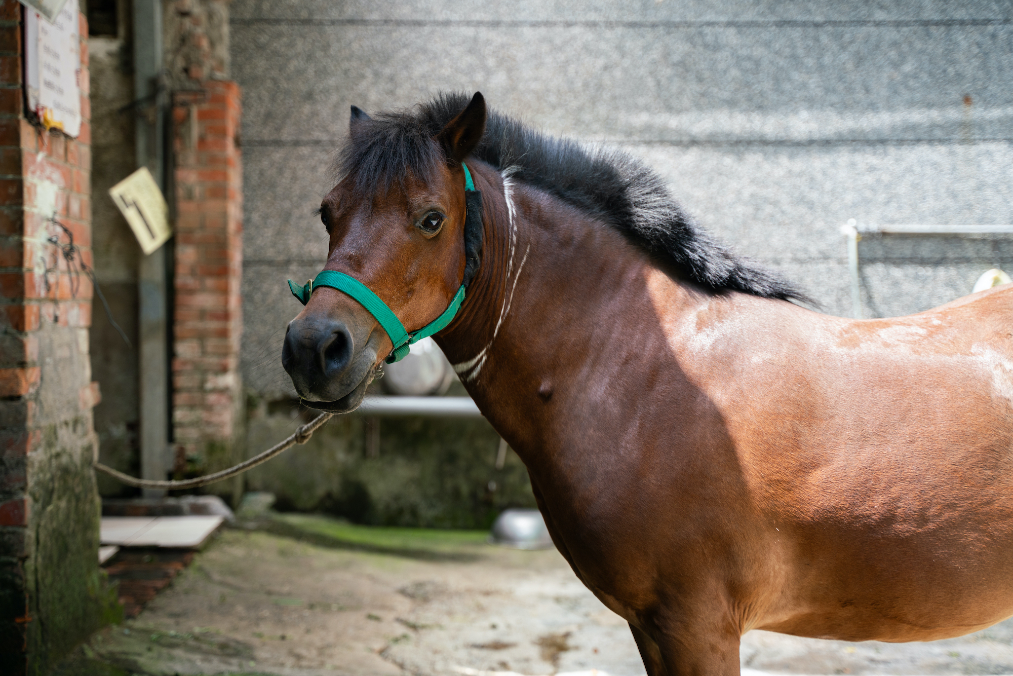 （攝影／古佳立）