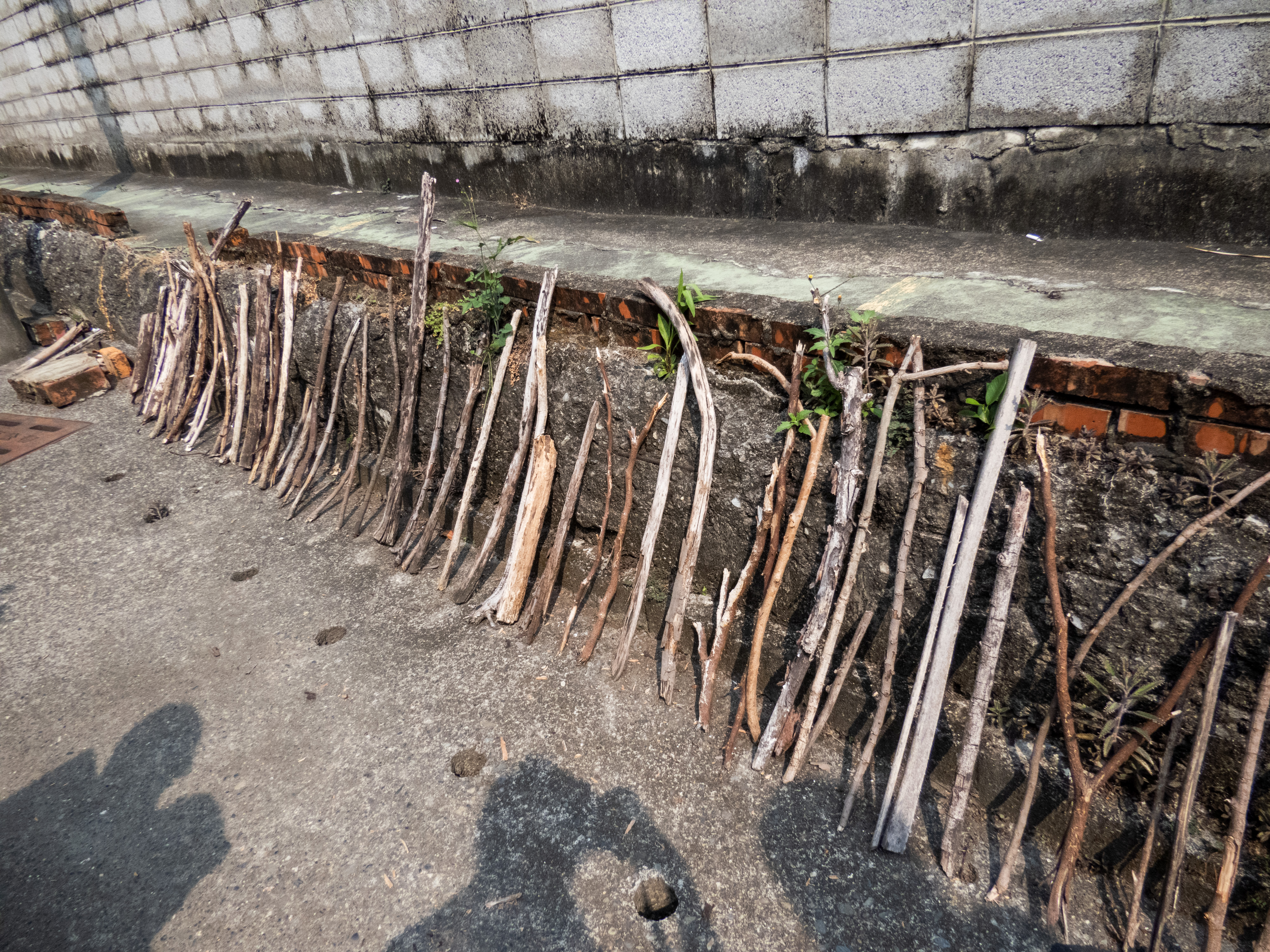 （攝影／林可）