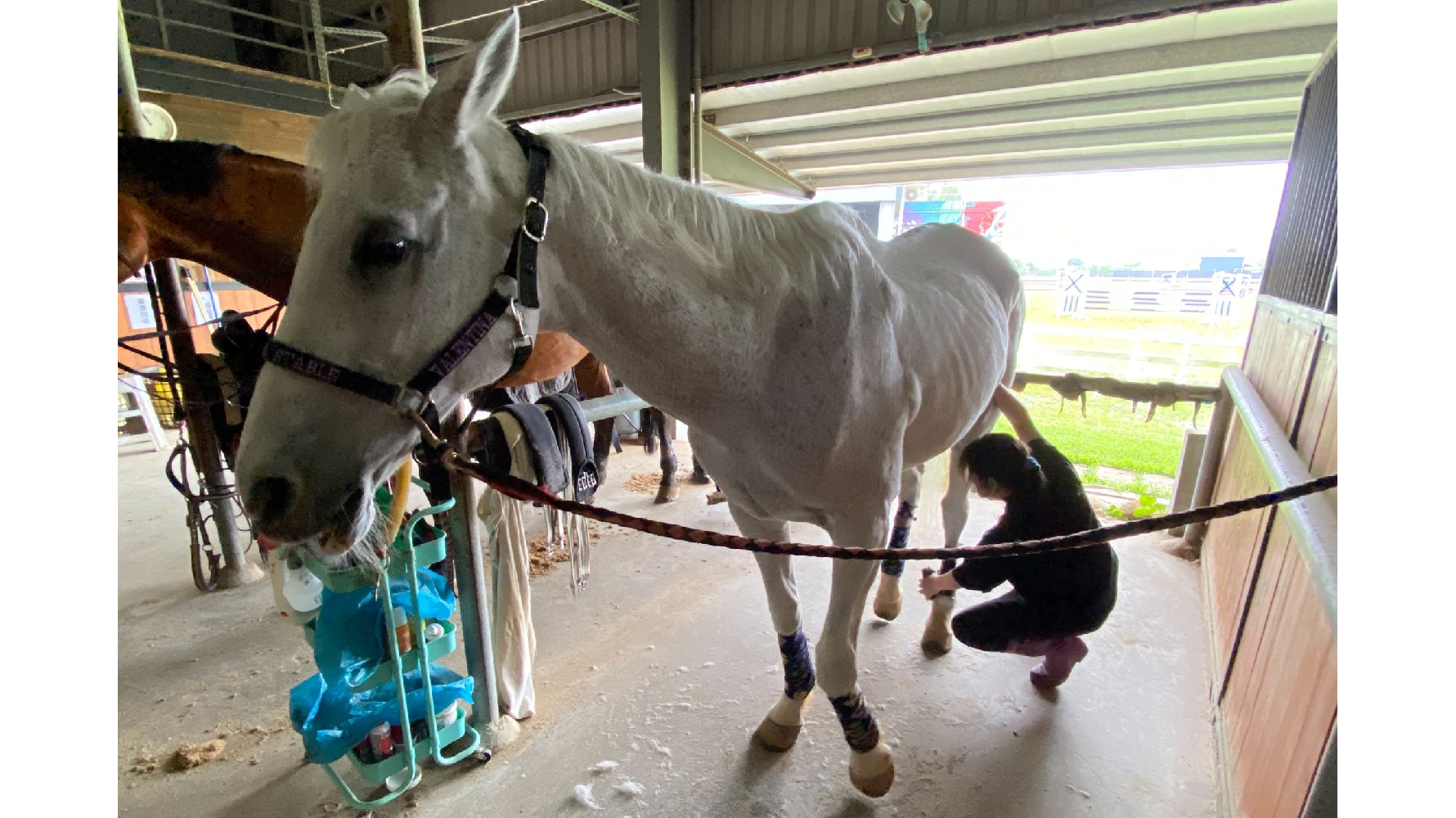 張恩瑋在原野馬術中心幫馬綁布綁腿、做騎乘準備。(圖片提供/張恩瑋)