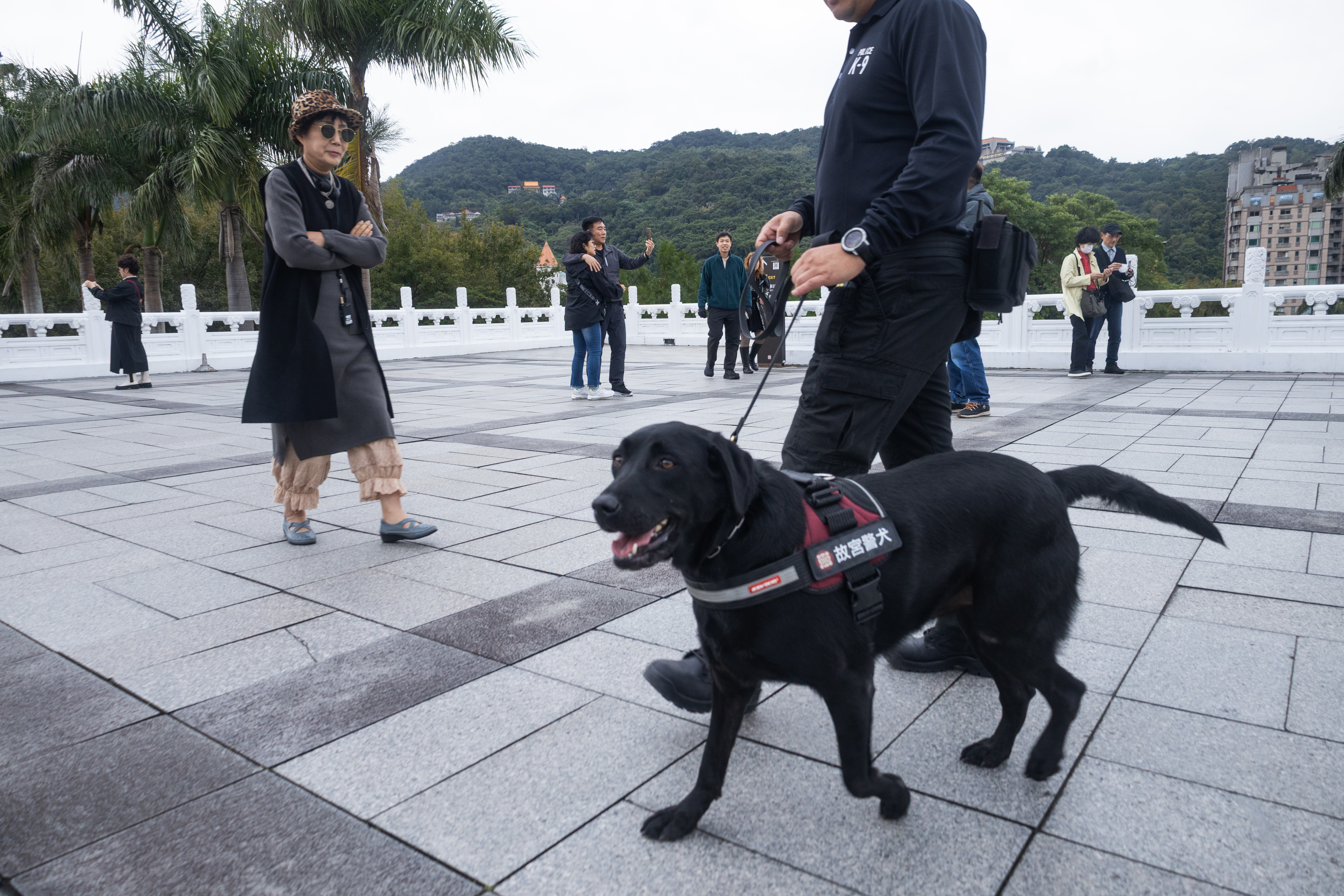 故宮警犬隊的警犬Bibi跟著領犬員陳奎銘巡邏院區，每次要走3萬步。（攝影／蔡昕翰）