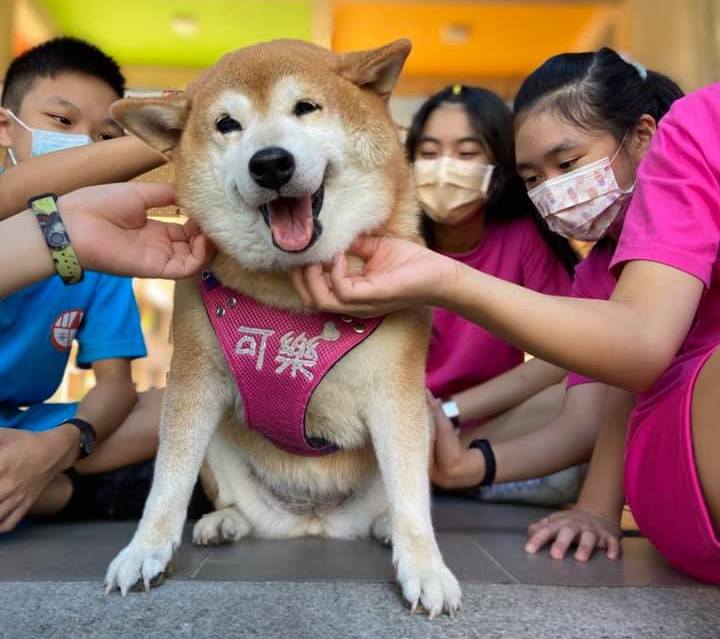 （圖片來源／安溪國中校犬【可樂】Facebook粉絲專頁）