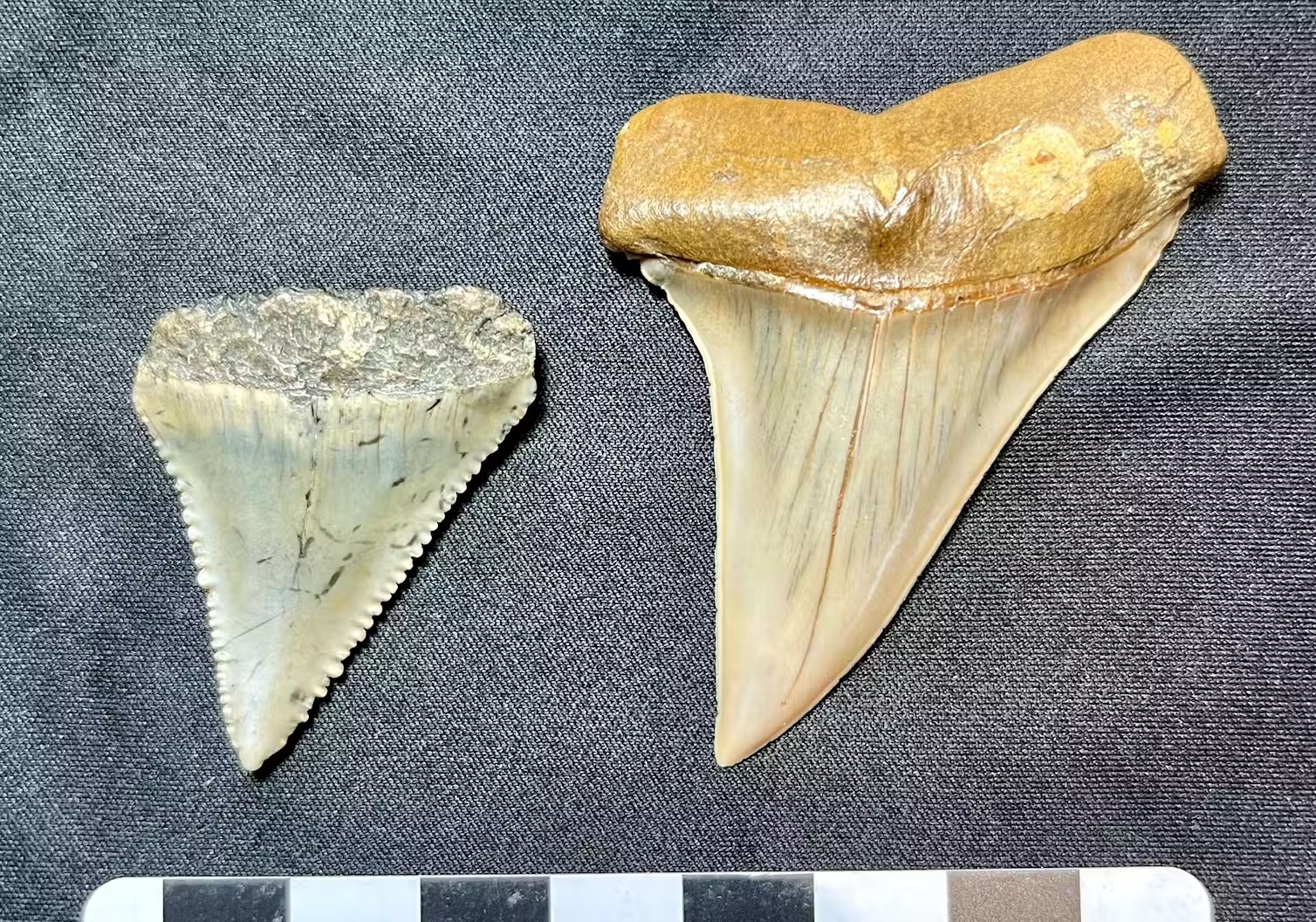 White shark fossil species. Left, the serrated fossil tooth teeth of the extant white shark; right, a similarly shaped unserrated tooth of the extinct giant mako shark which gave rise to white sharks. （Photo by John Long）