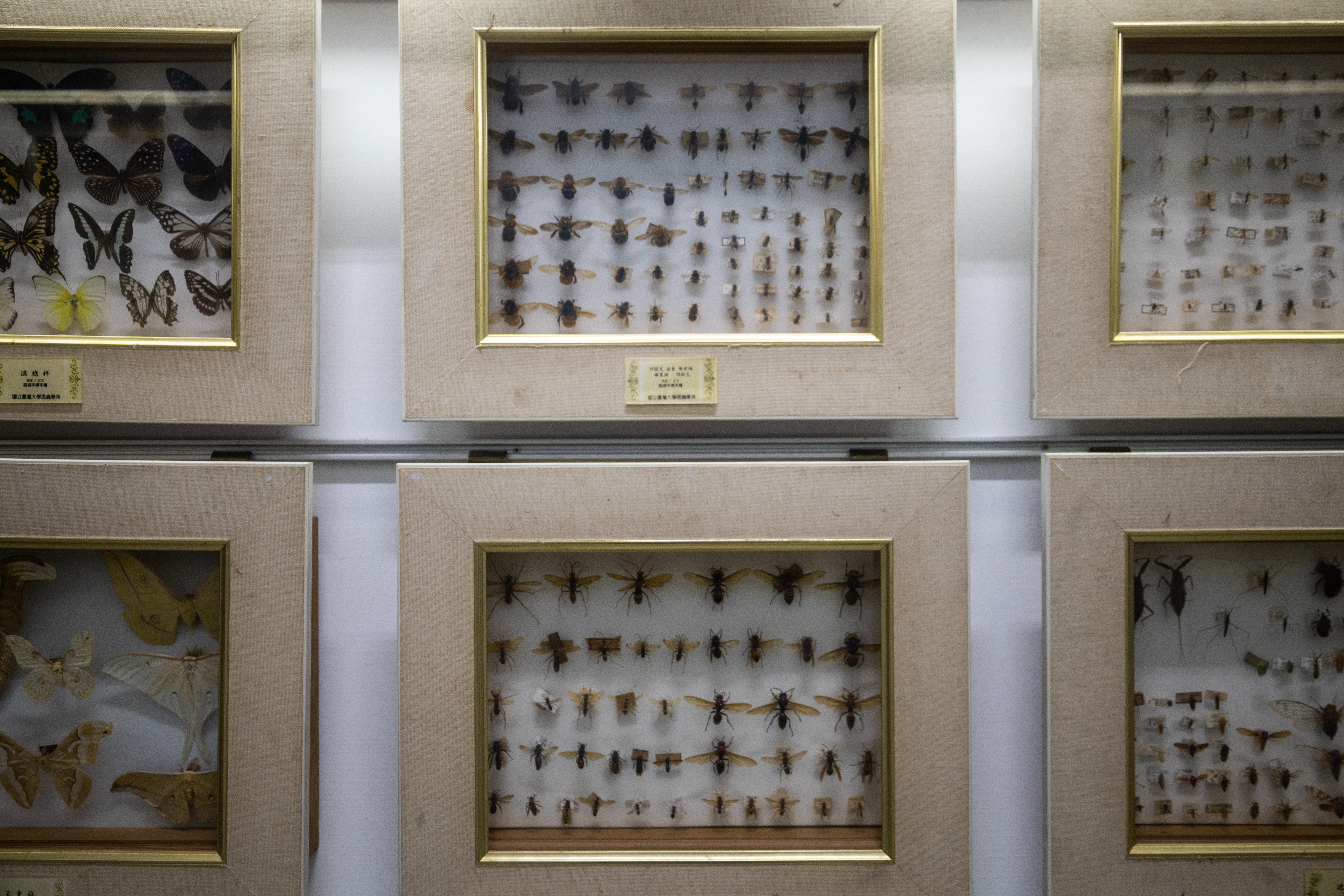台大昆蟲系的蜜蜂標本。(攝影/蔡昕翰)