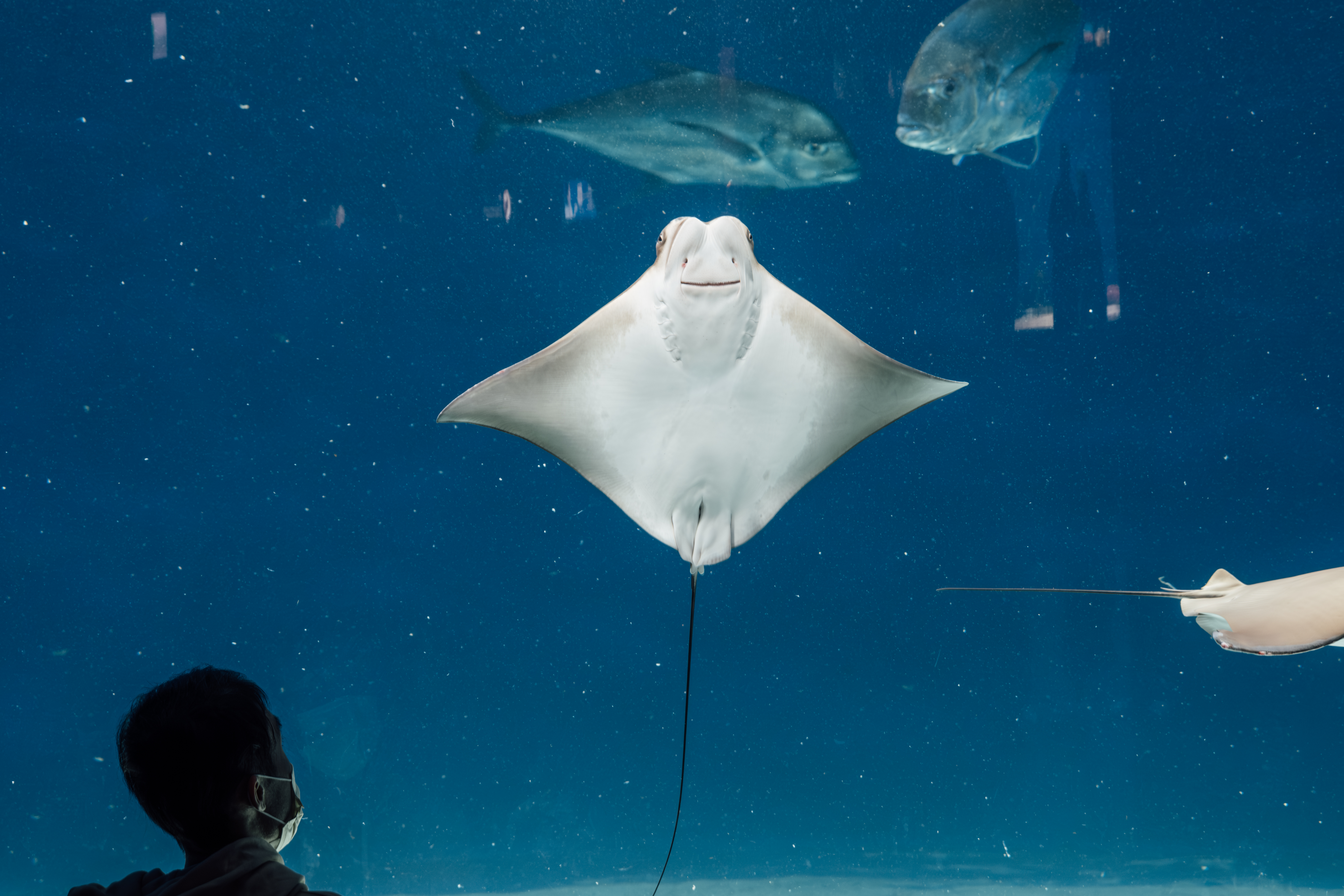 嘉源很喜歡在水裡悠遊的魚，希望有一天能去水族館看魚，所以20歲生日時他安排一趟圓夢之旅。（攝影／余志偉）