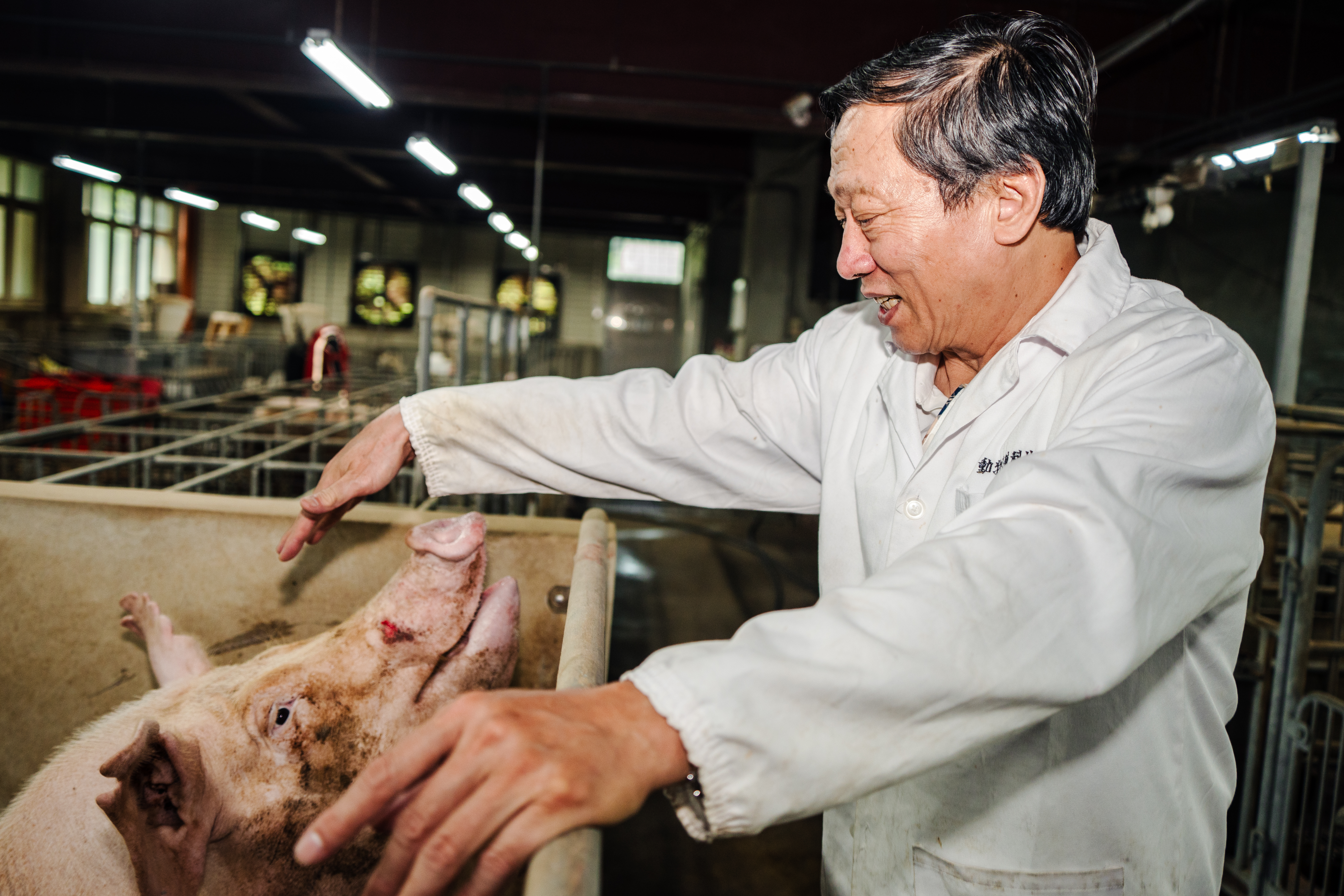 吳信志從小住在農村，3歲左右就在豬舍觀察懷孕的母豬分娩。（攝影／王崴漢）