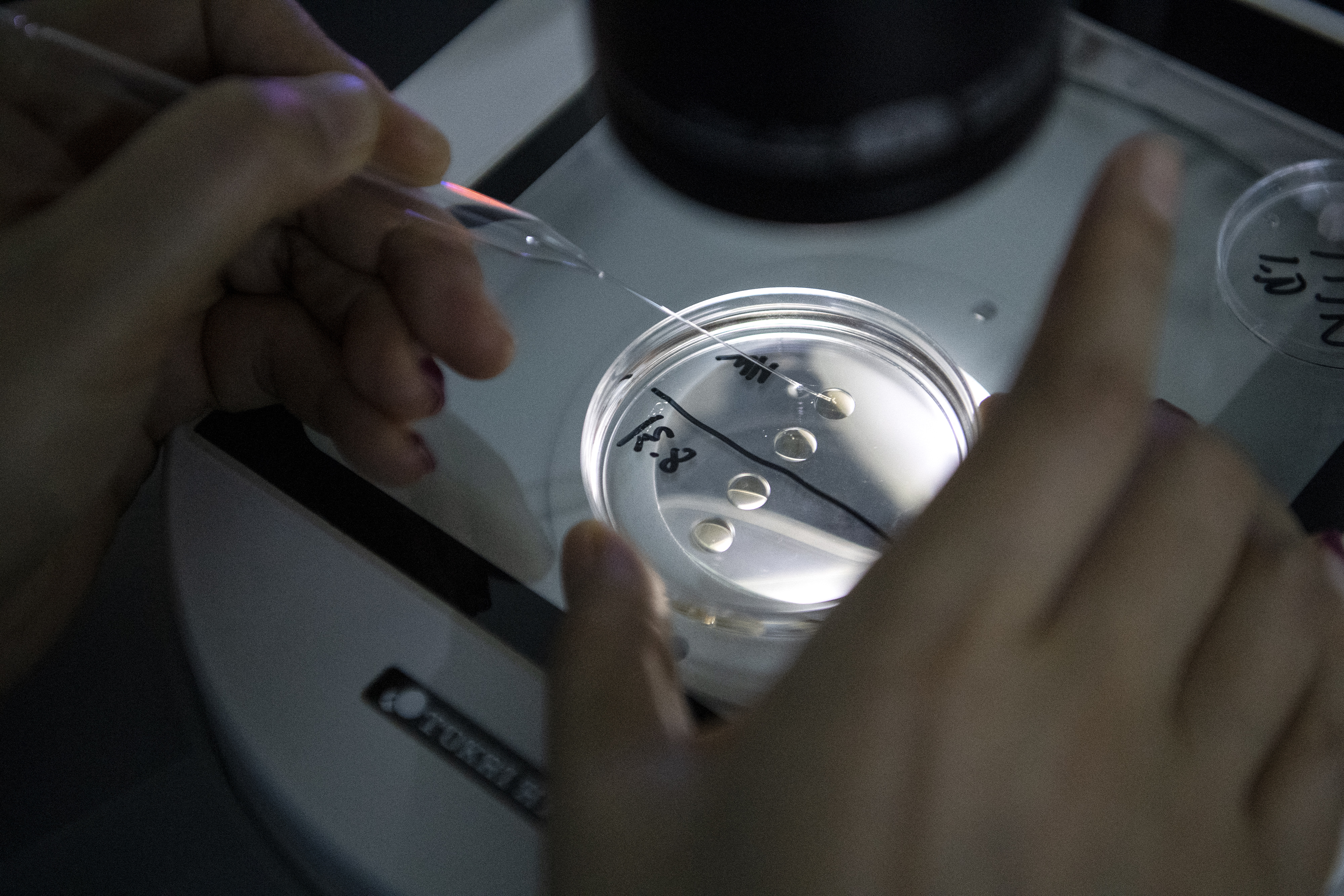 2019年9月2日，北京一名實驗室技術人員在專門複製商業寵物的希諾谷公司使用顯微鏡檢查樣本。自2017年以來，該公司已複製超過40隻寵物犬。複製一隻狗的費用高達38萬元人民幣（約新台幣158萬元），貓則為25萬元人民幣（約新台幣104萬元）。（攝影／STR／AFP）