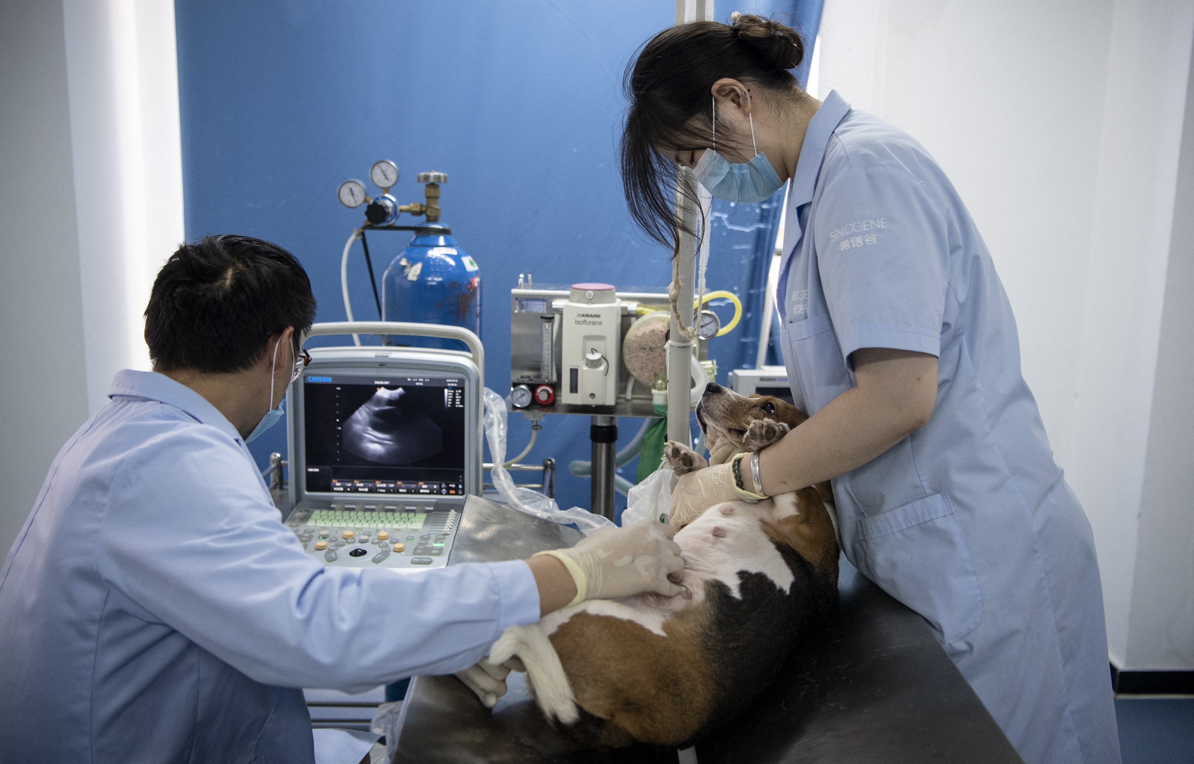 2019年9月2日，位於中國專門複製商業寵物的希諾谷公司，其中實驗室人員使用超音波儀檢查代孕母犬。自2017年起，該公司已複製逾40隻寵物犬。（攝影／STR／AFP）