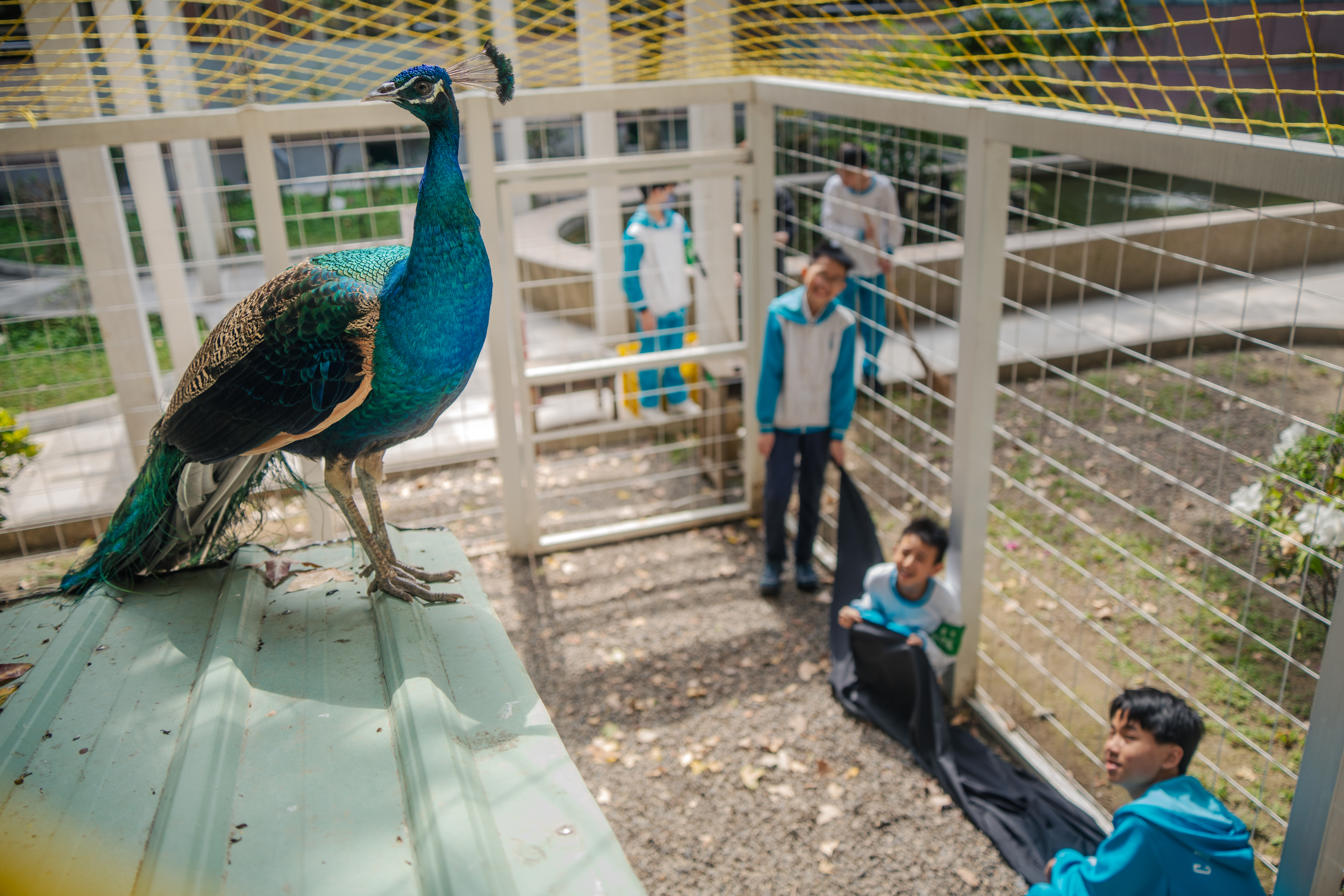 同學們喊著餅乾的名字，希望害羞的牠能一同與師生們合照。（攝影／王崴漢）