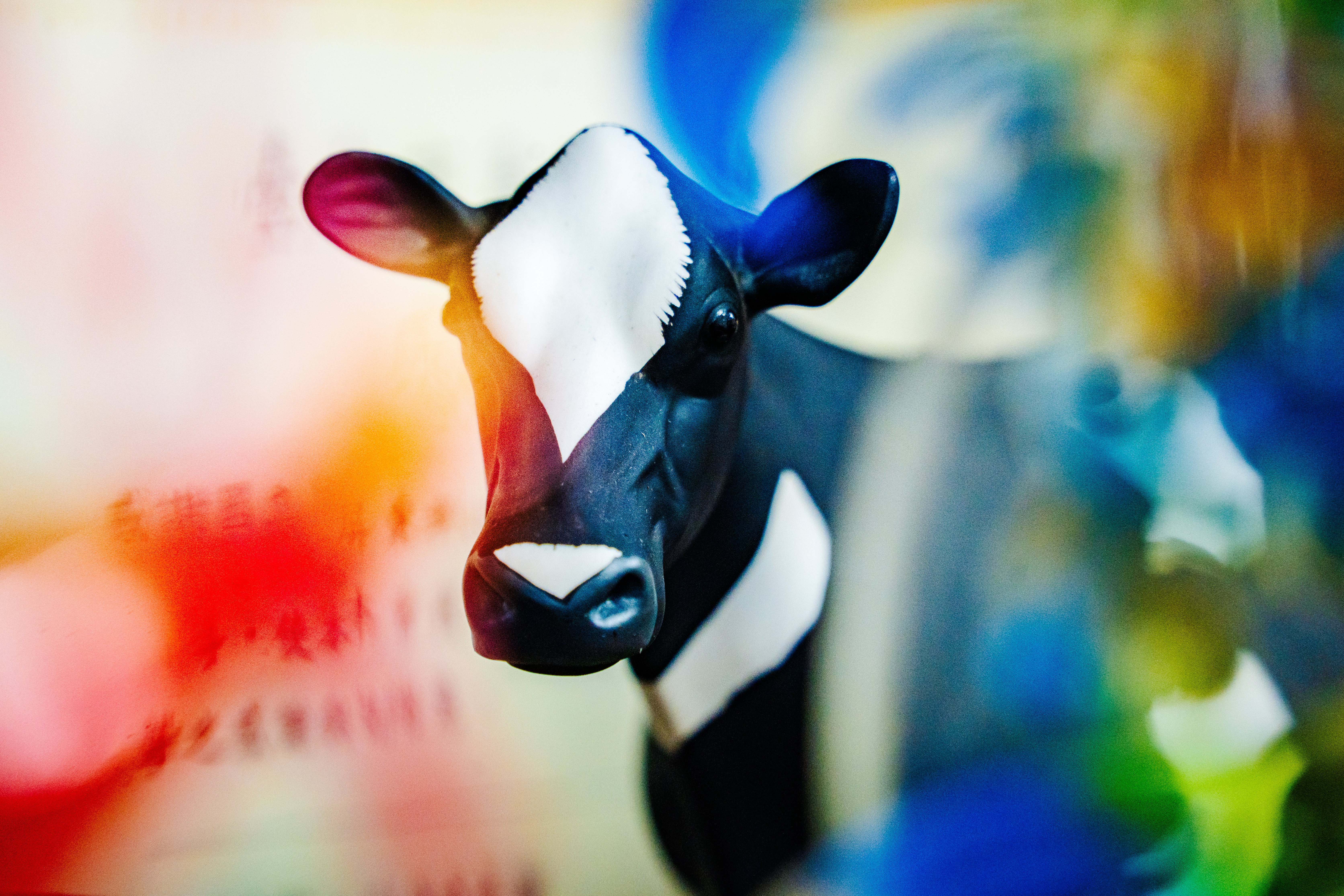 擺在沈朋志研究室裡的一隻牛公仔。（攝影／王崴漢）