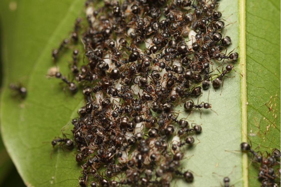 疣胸琉璃蟻有往北台灣侵略的趨勢，對生態環境造成危害。（圖片提供／林宗岐）