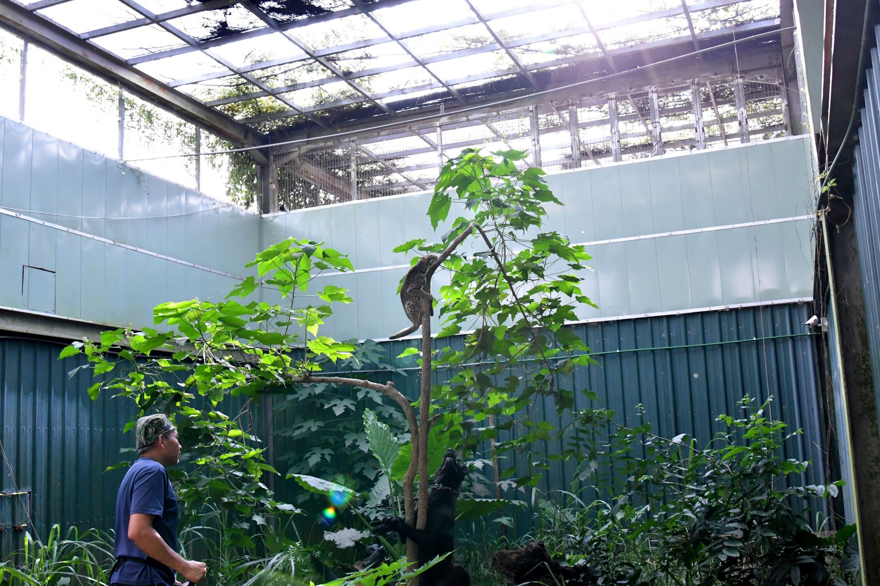 訓練犬模擬野外威脅，透過吠叫與追逐行為，強化石虎對犬隻的警覺與趨避反應，有助於提升未來野放後的生存能力。（圖片提供／生物多樣性中心）