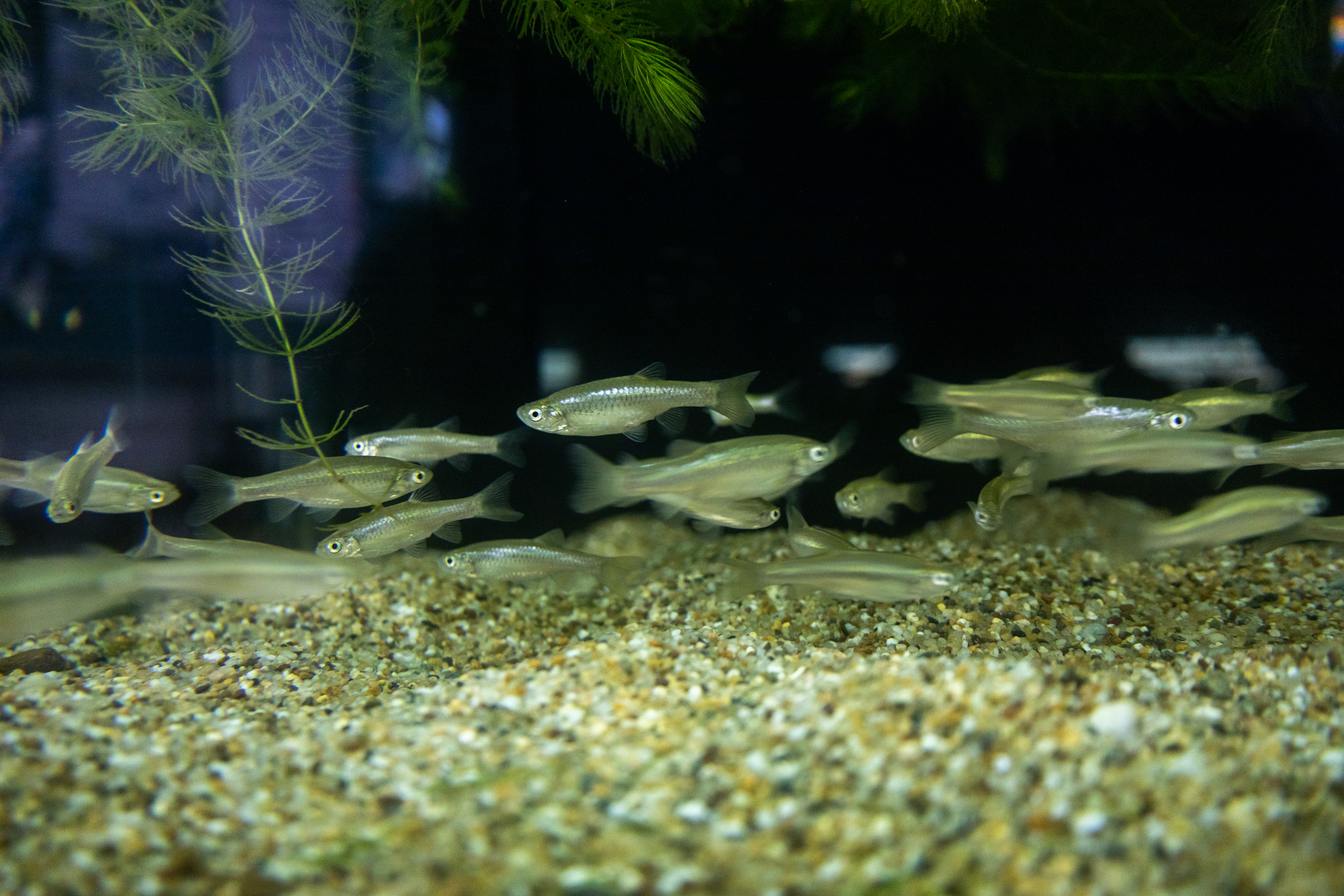 水生走廊裡的菊池氏細鯽。(攝影/蔡昕翰)