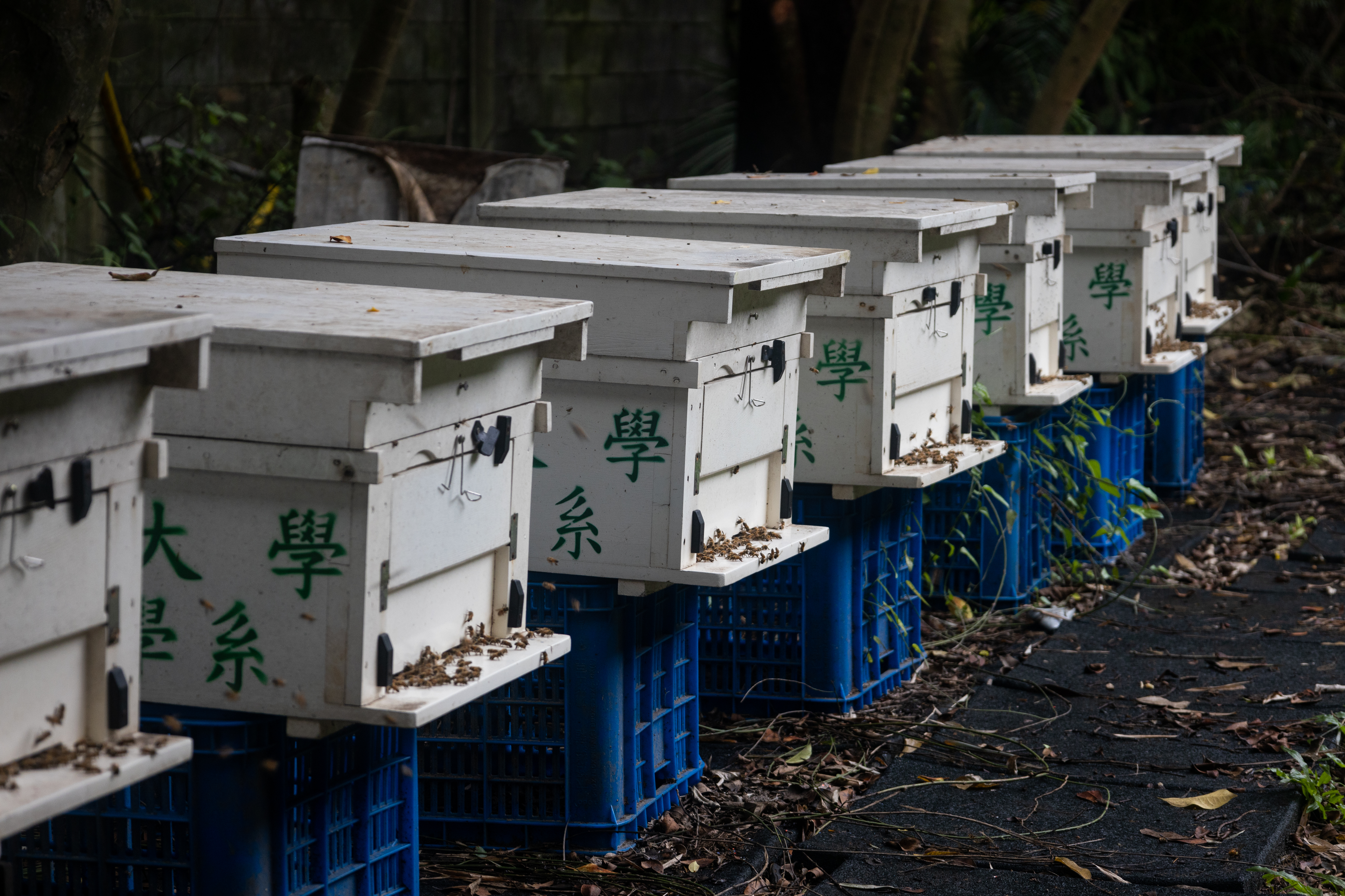 小學時第一次接觸蜜蜂科普書籍的楊恩誠,成為學者後從事蜜蜂相關研究。(攝影/蔡昕翰)
