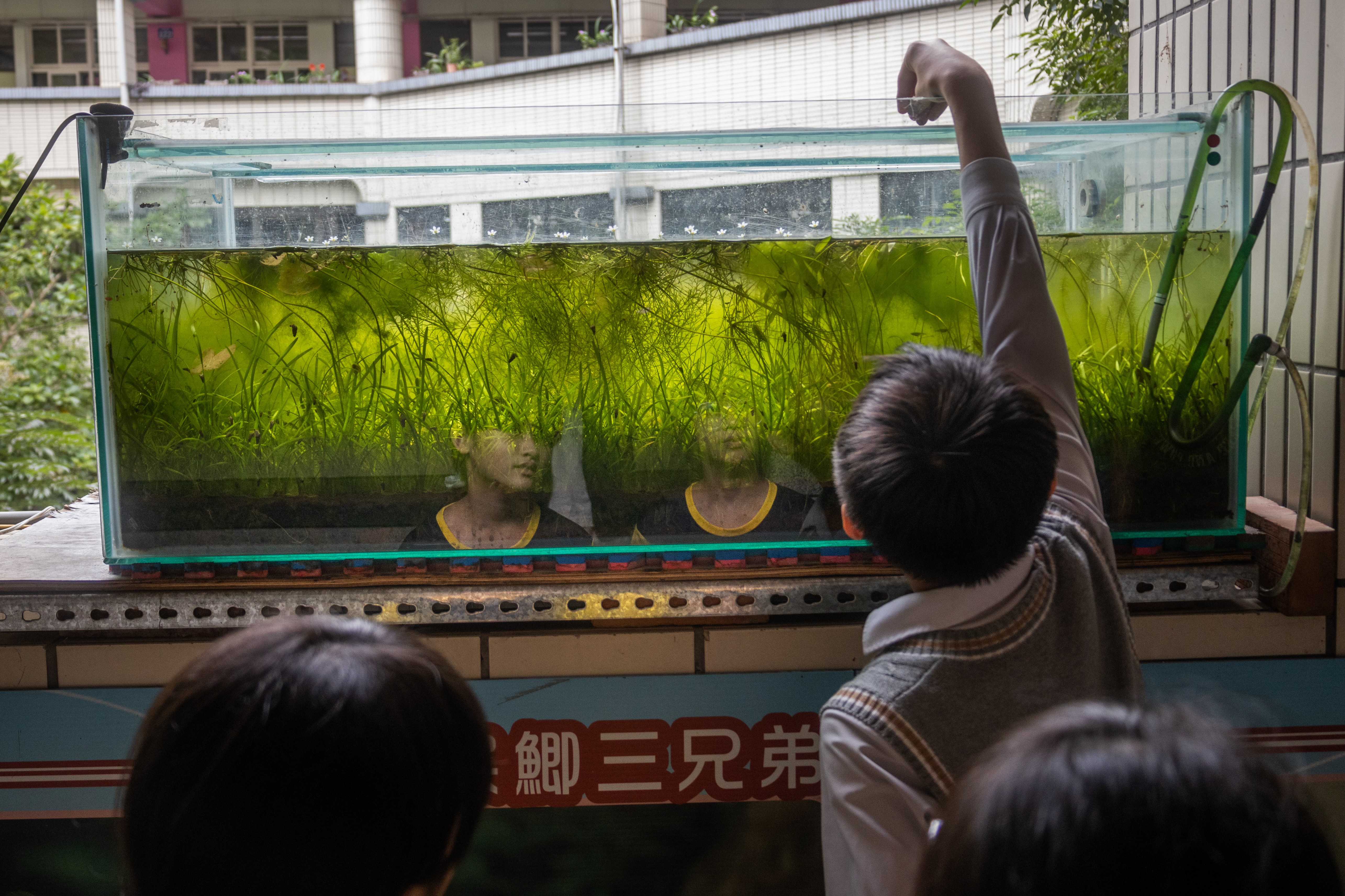 負責水生走廊的老師鍾宸瑞期許同學們畢業或長大後,一起投入保護台灣原生魚。(攝影/蔡昕翰)