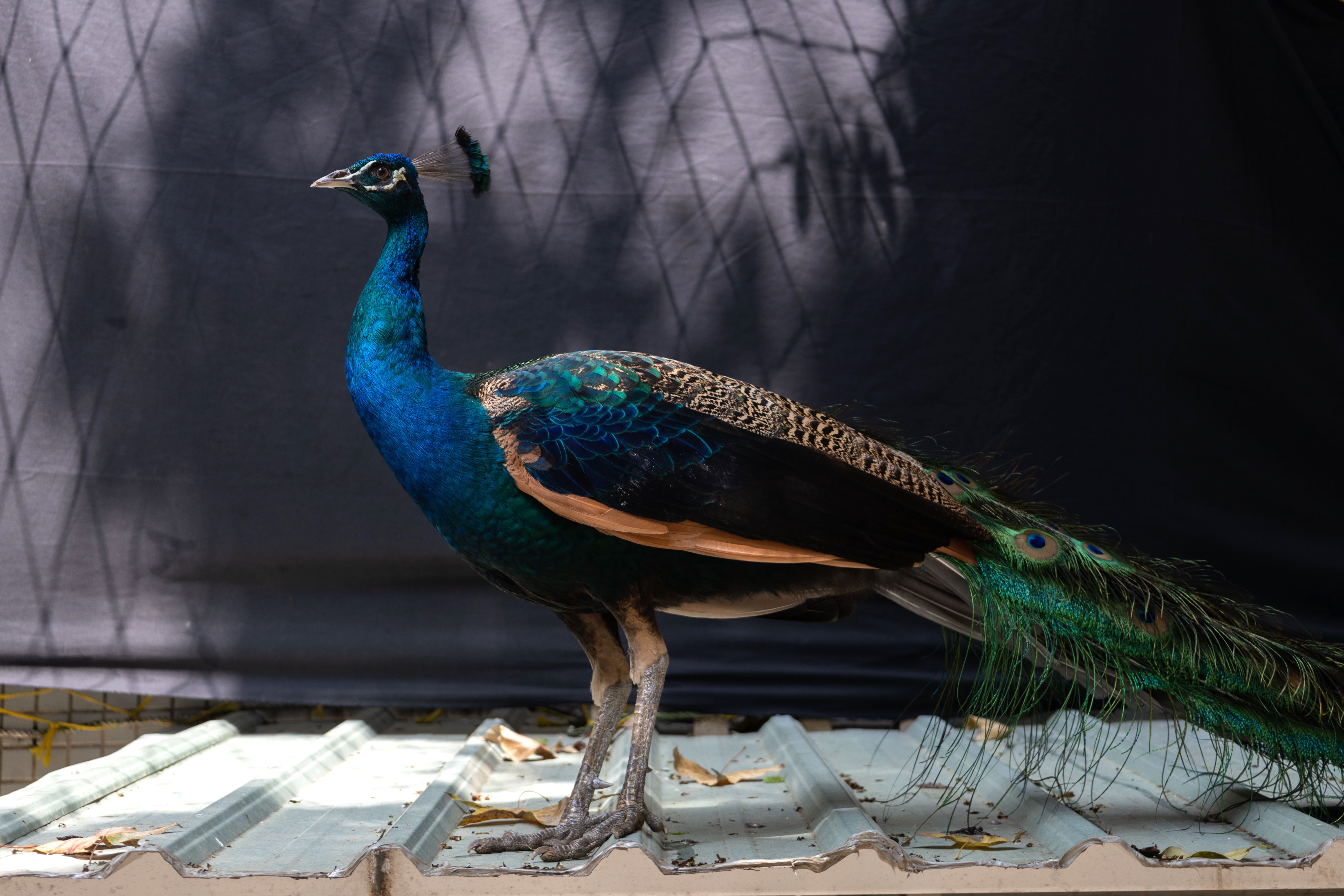 （攝影／蔡昕翰）