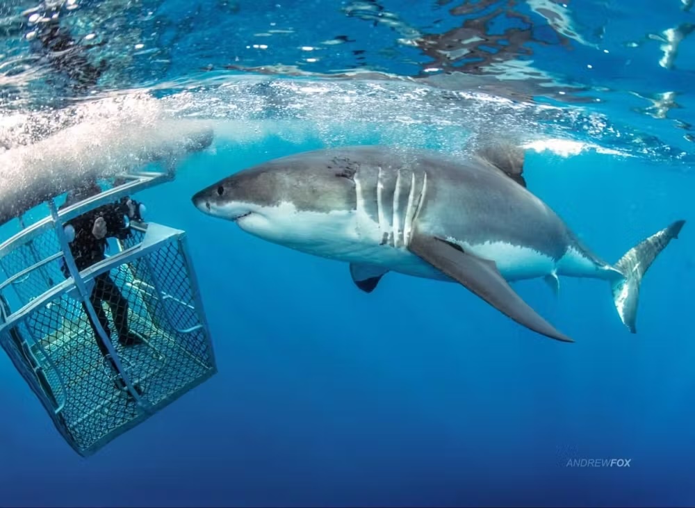 White sharks are a growing tourism draw in several countries.（Photo by Andrew Fox, Adelaide）
