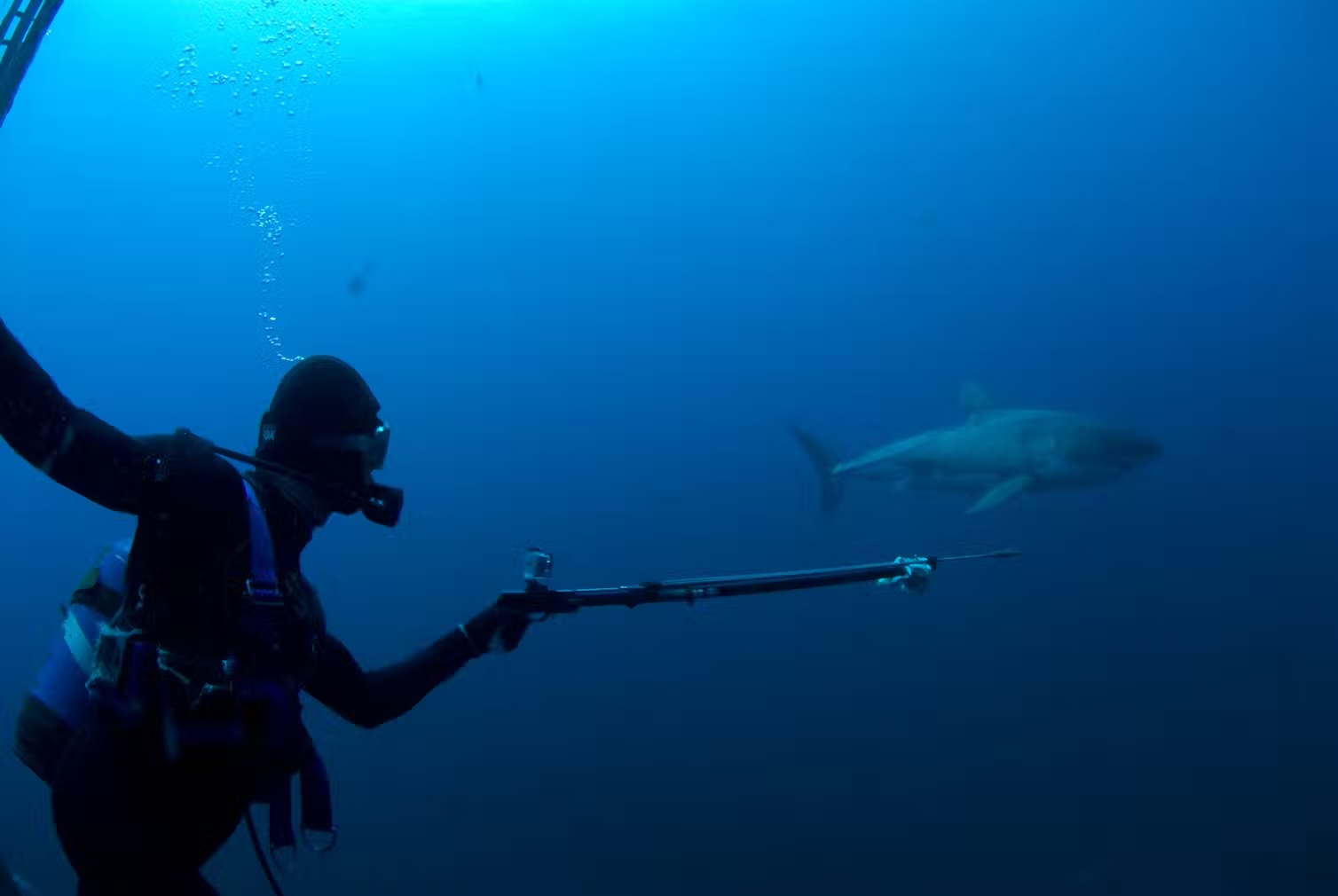 Charlie Huveneers from Flinders University about to take a tissue sample for research on white sharks. There is still a lot we don’t know about their biology.（Photo by Andrew Fox, Adelaide）