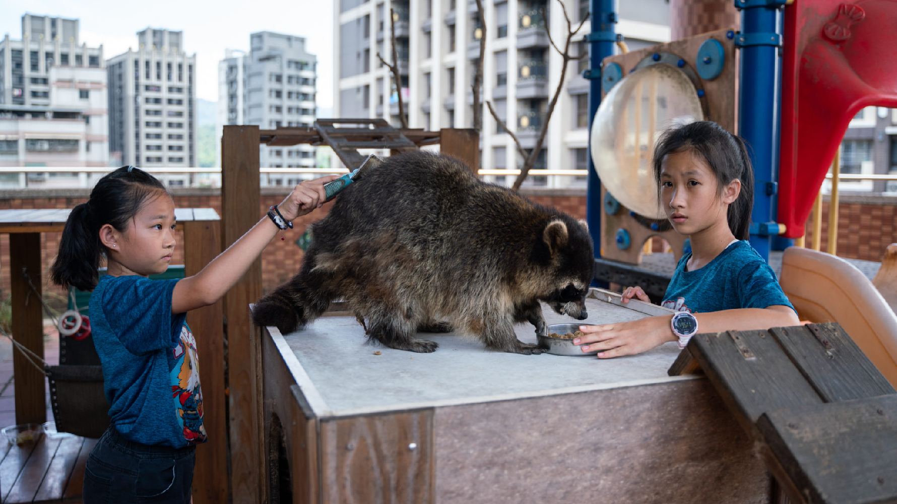 透過老師的指導，學生了解到如何照顧浣熊，平時便會替浣熊梳毛、準備食物。（攝影／古佳立）