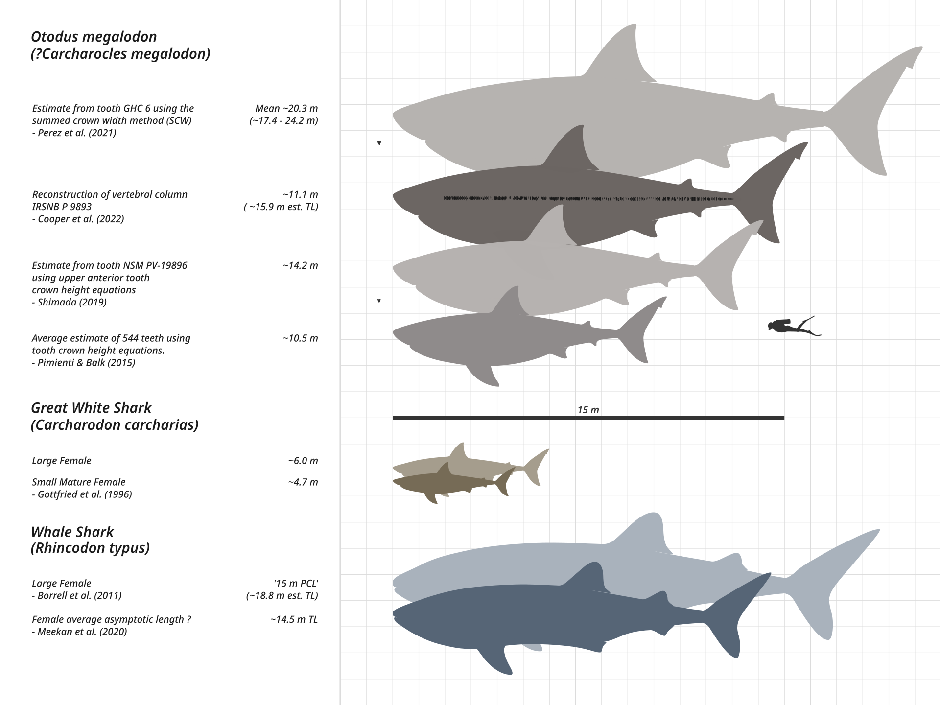 We don’t know precisely how big the megalodon was, but certainly larger than the great white shark.（Steveoc 86／Wikimedia Commons）