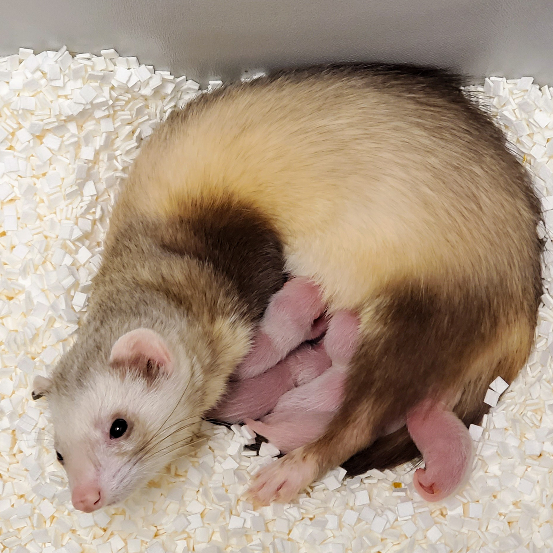 伊莉莎白安為首隻被成功複製的黑足雪貂,也是美國複製的首例瀕危物種,圖中牠與其同胞兄弟姊妹及代理母親同框。(圖片來源/美國國家黑足雪貂保育中心)