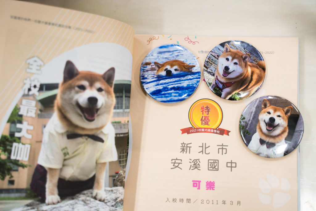 可樂曾得過校園犬績優學校選拔特優獎，牠可愛的照片也被師生做成一個個收藏徽章。（攝影／古佳立）