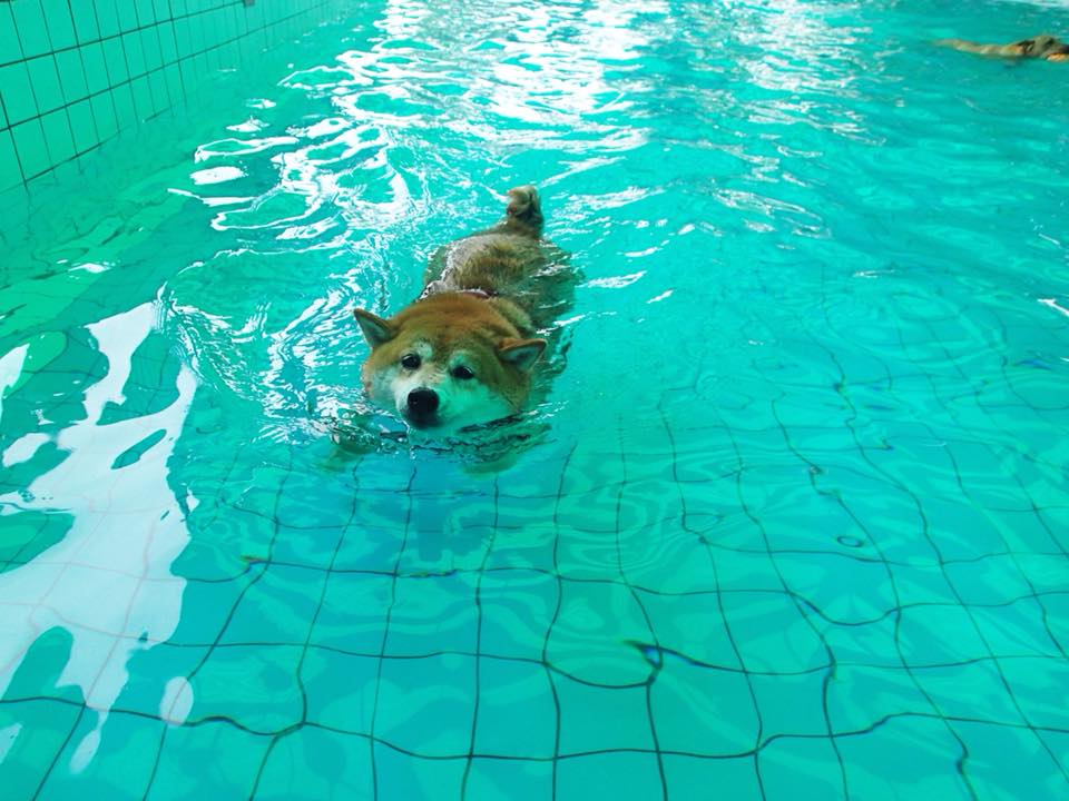 可樂的興趣之一是游泳，經常跟著老師四處去玩水。（圖片來源／安溪國中校犬【可樂】Facebook粉絲專頁）