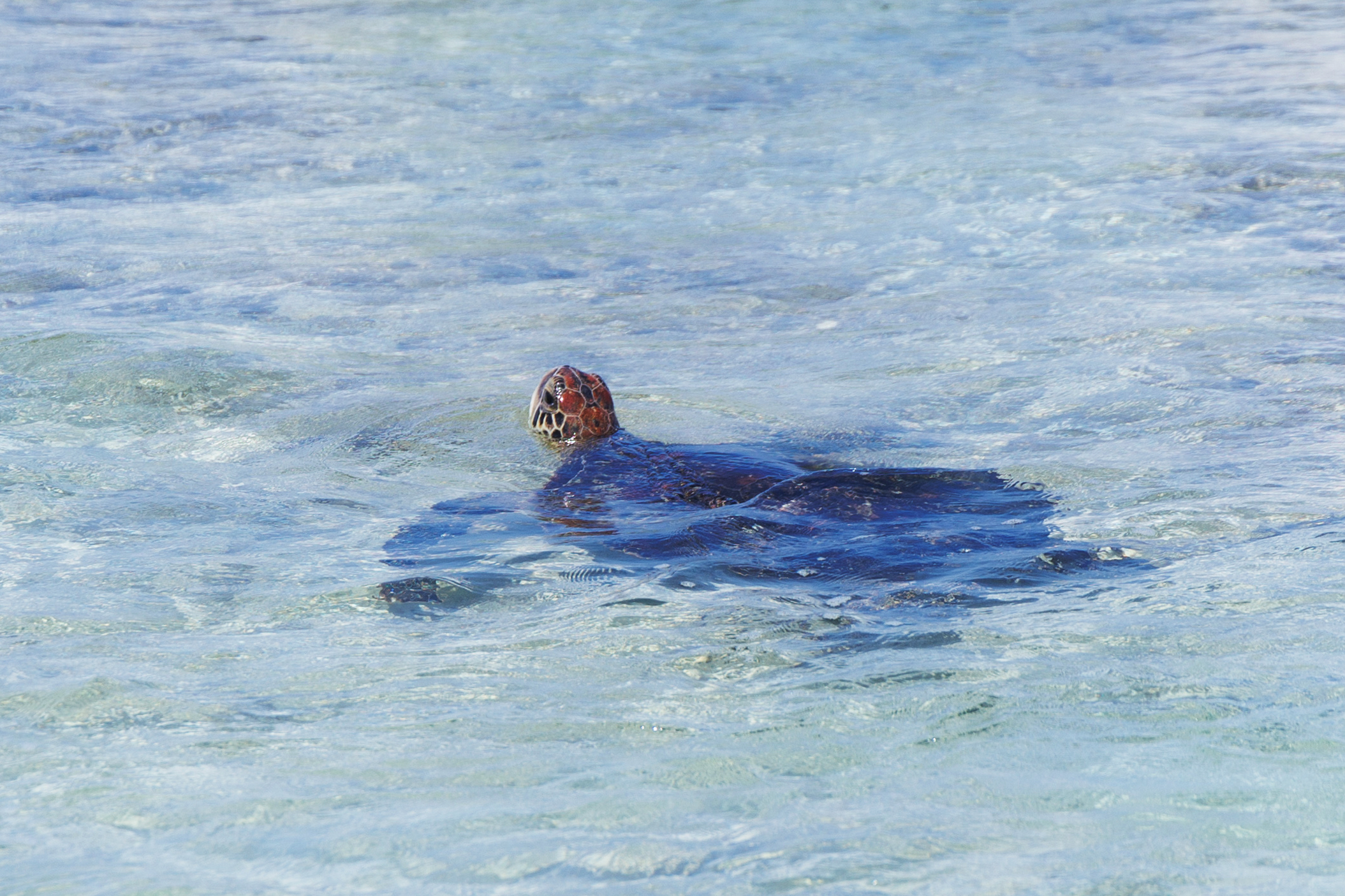 小琉球的海域孕育上百種不同的珊瑚礁，是看見台灣海龜機率最高的地方，每年都吸引許多遊客到訪。（攝影／鄭宇辰）