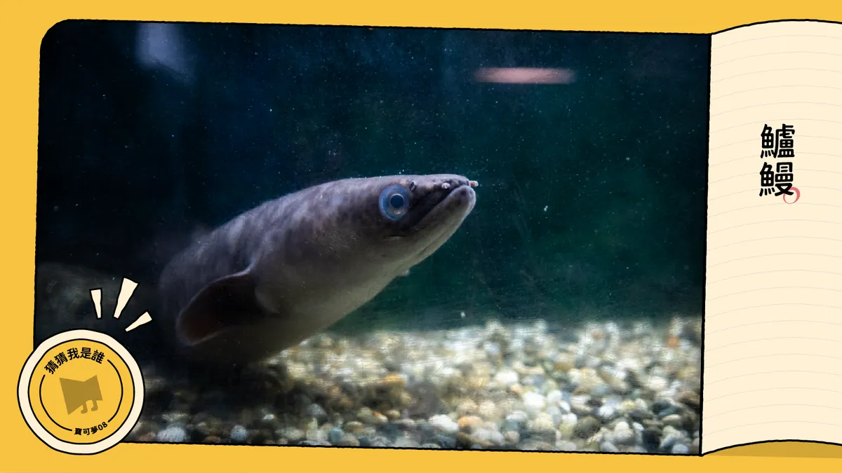 校園寶可夢】「小鰻鰻」和牠的原生魚和特有種朋友們──新北巿裕民國小的保育活教材- 少年報導者The Reporter for Kids