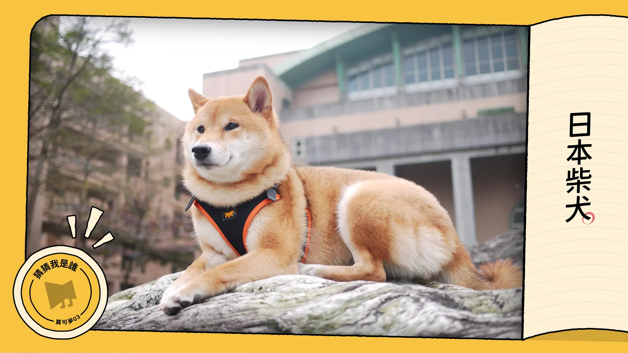 校園寶可夢】再見了，可樂──新北市安溪國中「柴柴」輔導老師- 少年報導者The Reporter for Kids